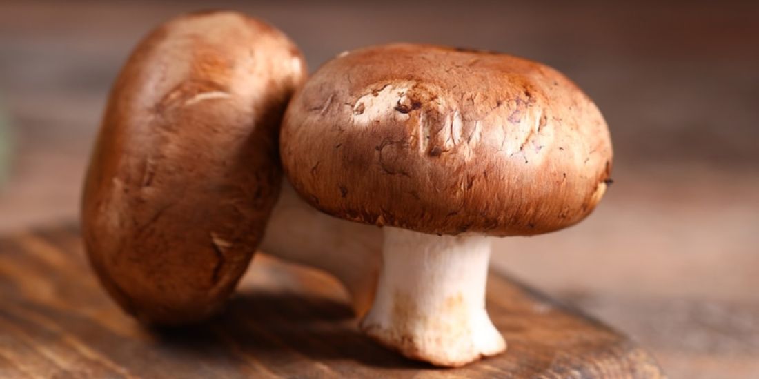 Agaricus Blazei: El Hongo del Sol