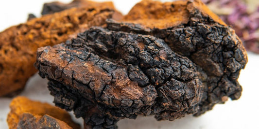 Chaga: El Hongo Antioxidante que Fortalece tu Resiliencia