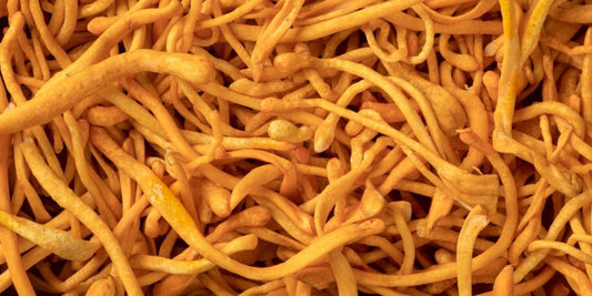 Cordyceps: El Hongo de la Vitalidad y la Resistencia