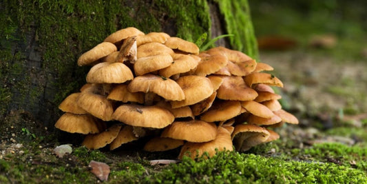 Maitake: El Hongo de la Danza y el Equilibrio Metabólico