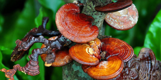 Reishi: El Hongo de la Inmortalidad para tu Equilibrio Integral